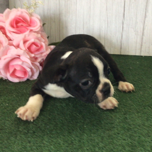 Boston Terrier Puppy Wing