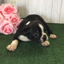 Boston Terrier Puppy Wing