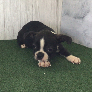 Boston Terrier Puppy Wing