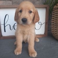 Golden Retriever Puppy Lonnie