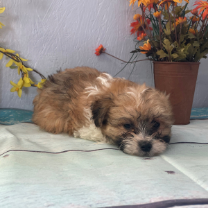Pomapoo Puppy June