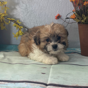 Pomapoo Puppy June