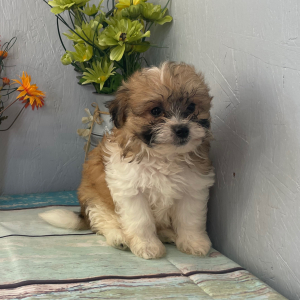 Pomapoo Puppy June