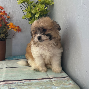 Pomapoo Puppy June