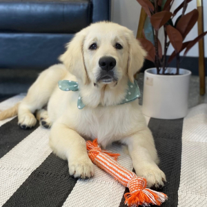 Golden Retriever Puppy Captain