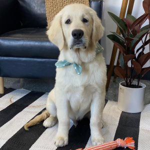 Golden Retriever Puppy Captain