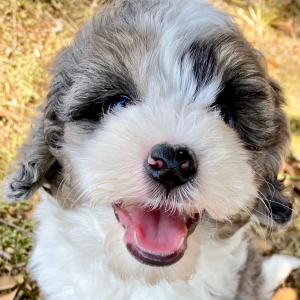 Cockapoo Puppy Conway