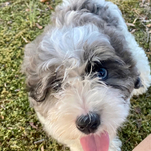 Cockapoo Puppy Conway