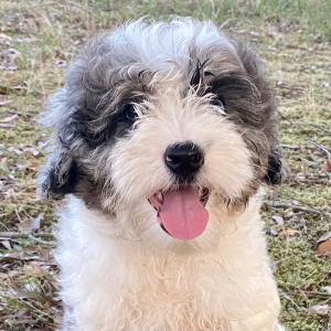 Cockapoo Puppy Conway