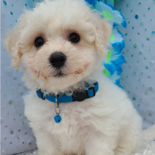 Bichon Frise Puppy Noah