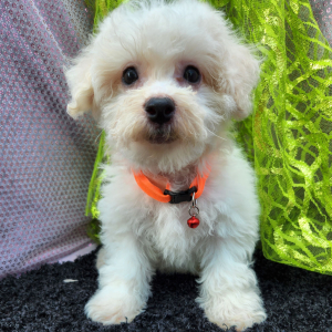 Bichon Frise Puppy Noah