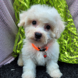 Bichon Frise Puppy Noah