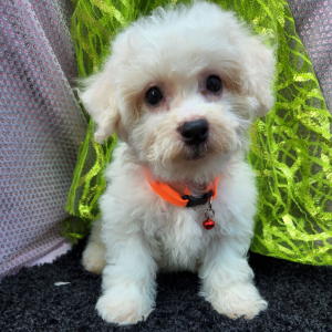 Bichon Frise Puppy Noah
