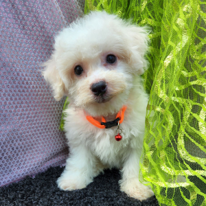 Bichon Frise Puppy Noah