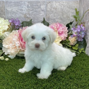 Havanese Puppy Brinley