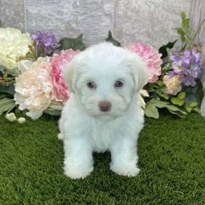 Havanese Puppy Brinley