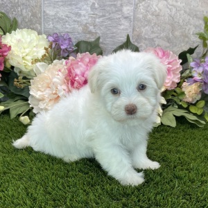 Havanese Puppy Brinley