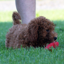 Goldendoodle Puppy Alex