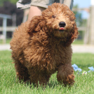 Goldendoodle Puppy Alex