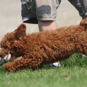 Goldendoodle Puppy Alex