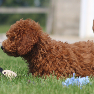 Goldendoodle Puppy Alex