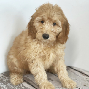 Goldendoodle Puppy Cuddles
