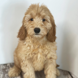 Goldendoodle Puppy Cuddles