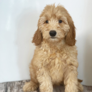 Goldendoodle Puppy Cuddles