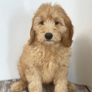 Goldendoodle Puppy Cuddles