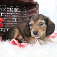 Dachshund Puppy Mike