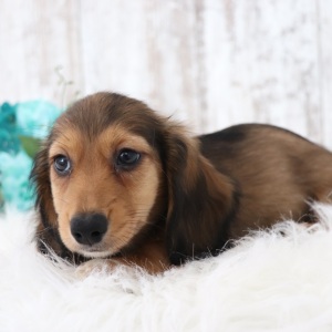 Dachshund Puppy Mike