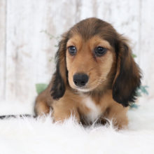 Dachshund Puppy Mike