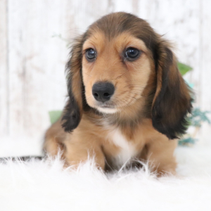 Dachshund Puppy Mike