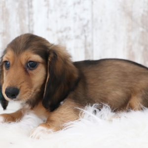 Dachshund Puppy Mike