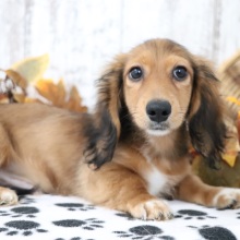 Dachshund Puppy Mike