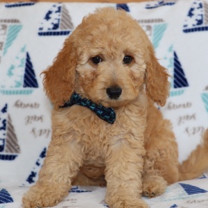 Goldendoodle Puppy Wheaten