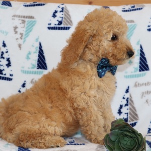 Goldendoodle Puppy Wheaten