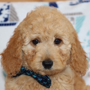 Goldendoodle Puppy Wheaten