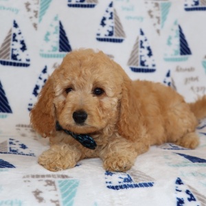 Goldendoodle Puppy Wheaten