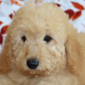 Goldendoodle Puppy Wheaten