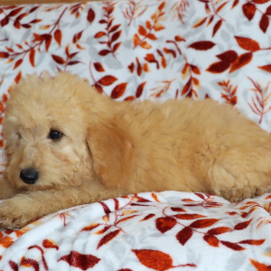 Goldendoodle Puppy Wheaten