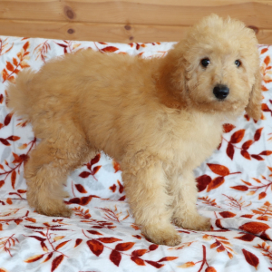 Goldendoodle Puppy Wheaten