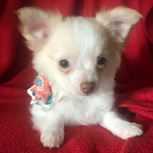 Chihuahua Puppy Lil Angel