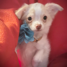 Chihuahua Puppy Lil Angel