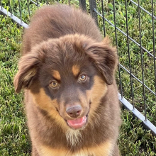 Australian Shepherd Puppy Brick