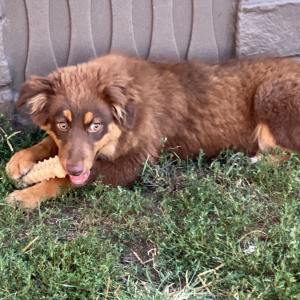 Australian Shepherd Puppy Brick