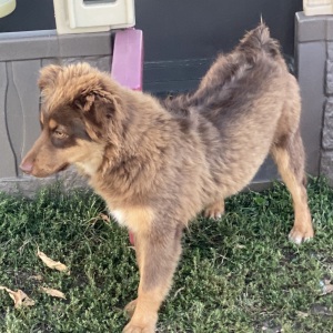 Australian Shepherd Puppy Brick