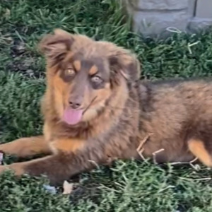 Australian Shepherd Puppy Brick