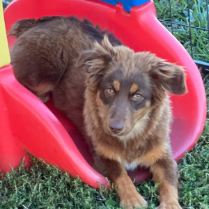 Australian Shepherd Puppy Brick