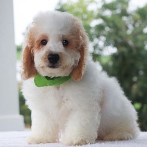 Bernedoodle Puppy Neo